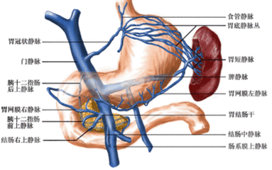胃静脉解剖图片